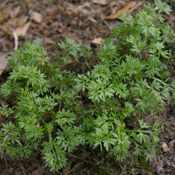 Lawn burweed.png thumbnail